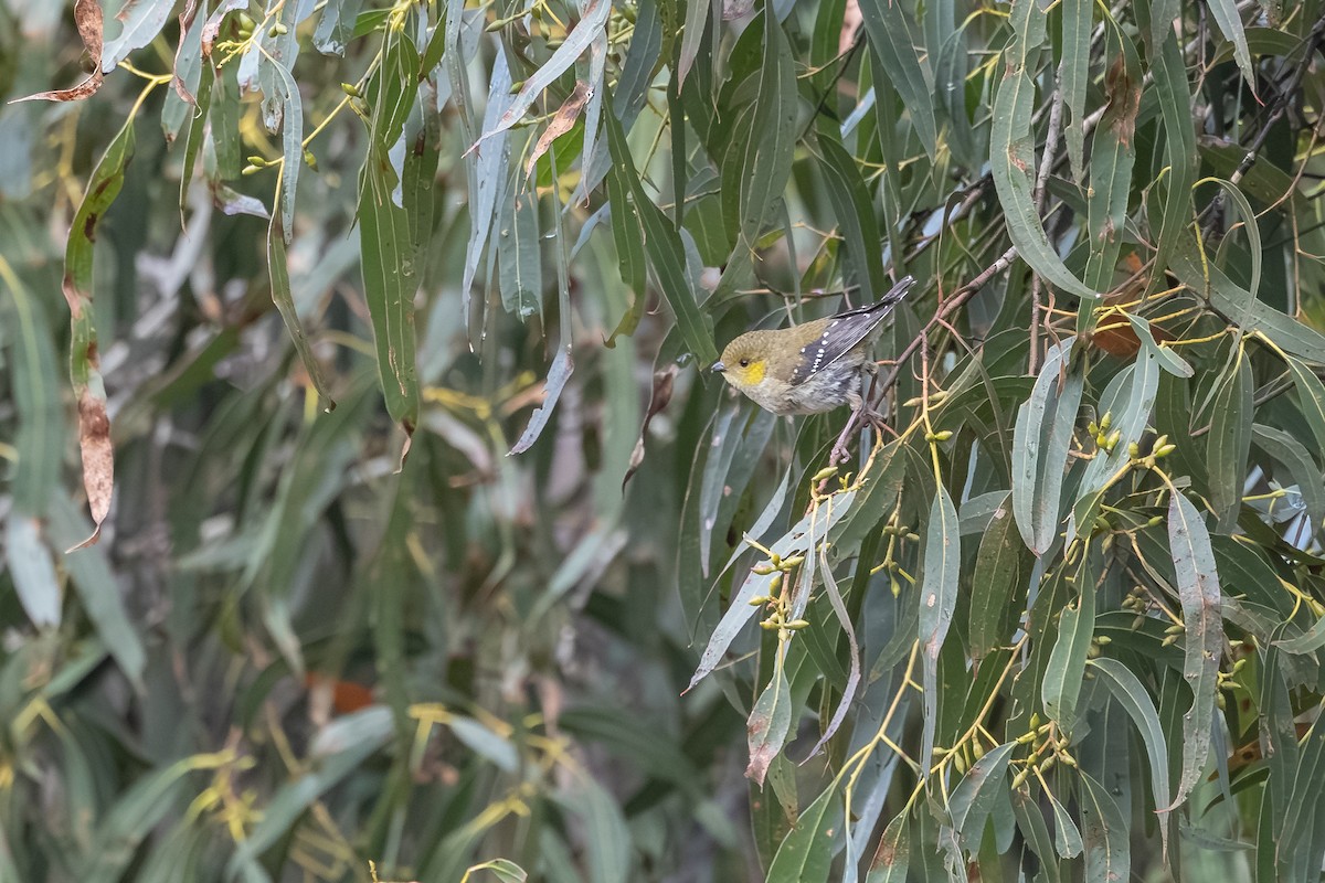 Forty-spotted Pardalote - ML642376154