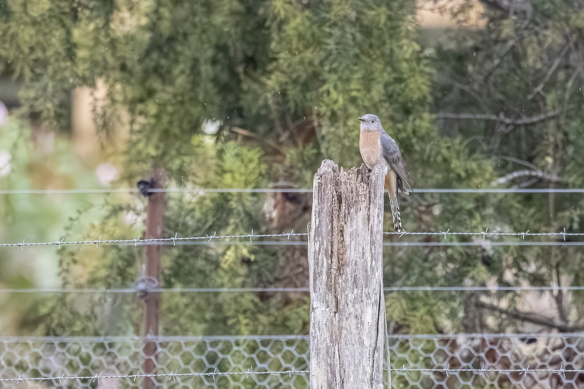 Fan-tailed Cuckoo - ML642376155