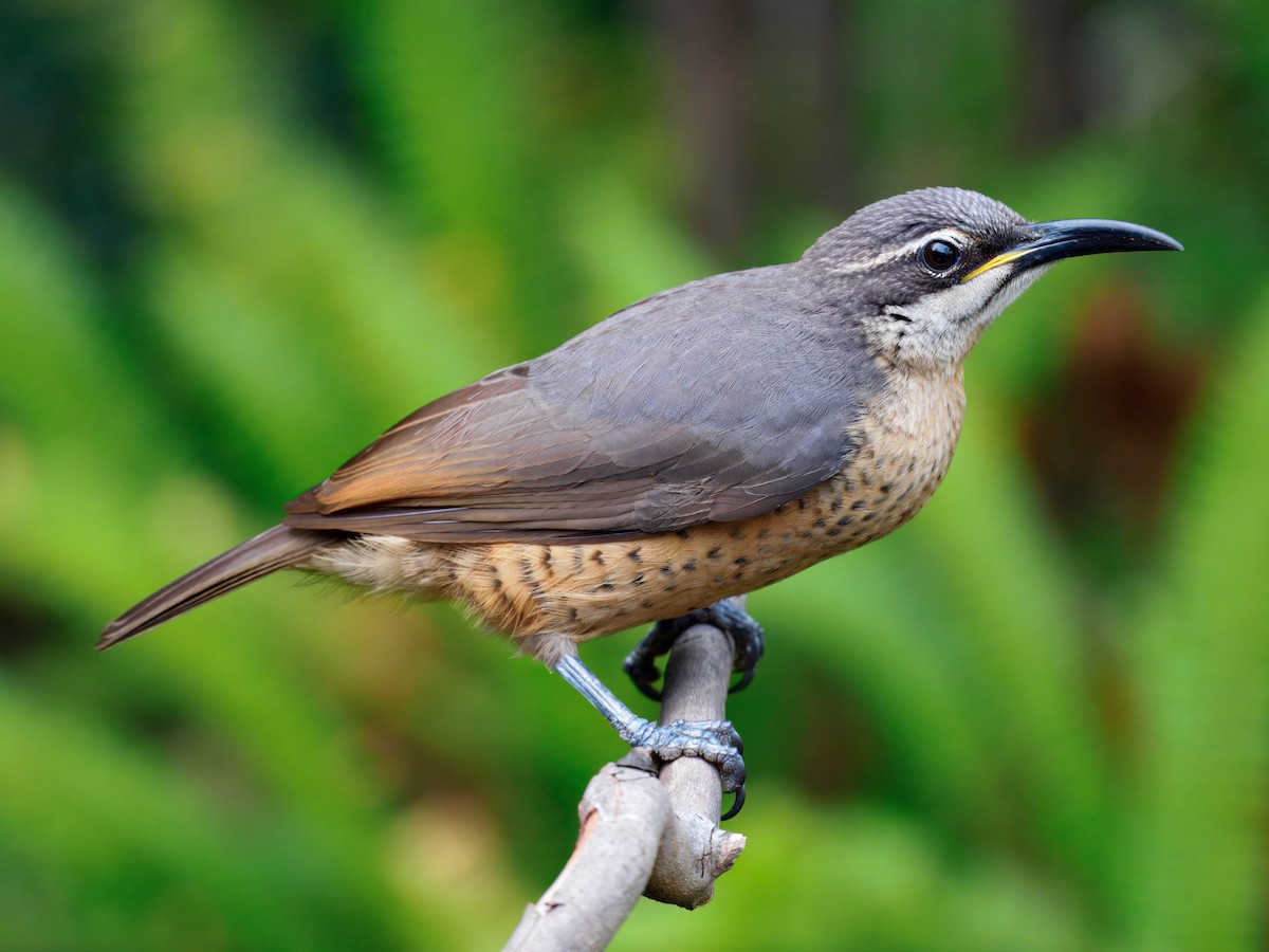 Victoria's Riflebird - ML642376156