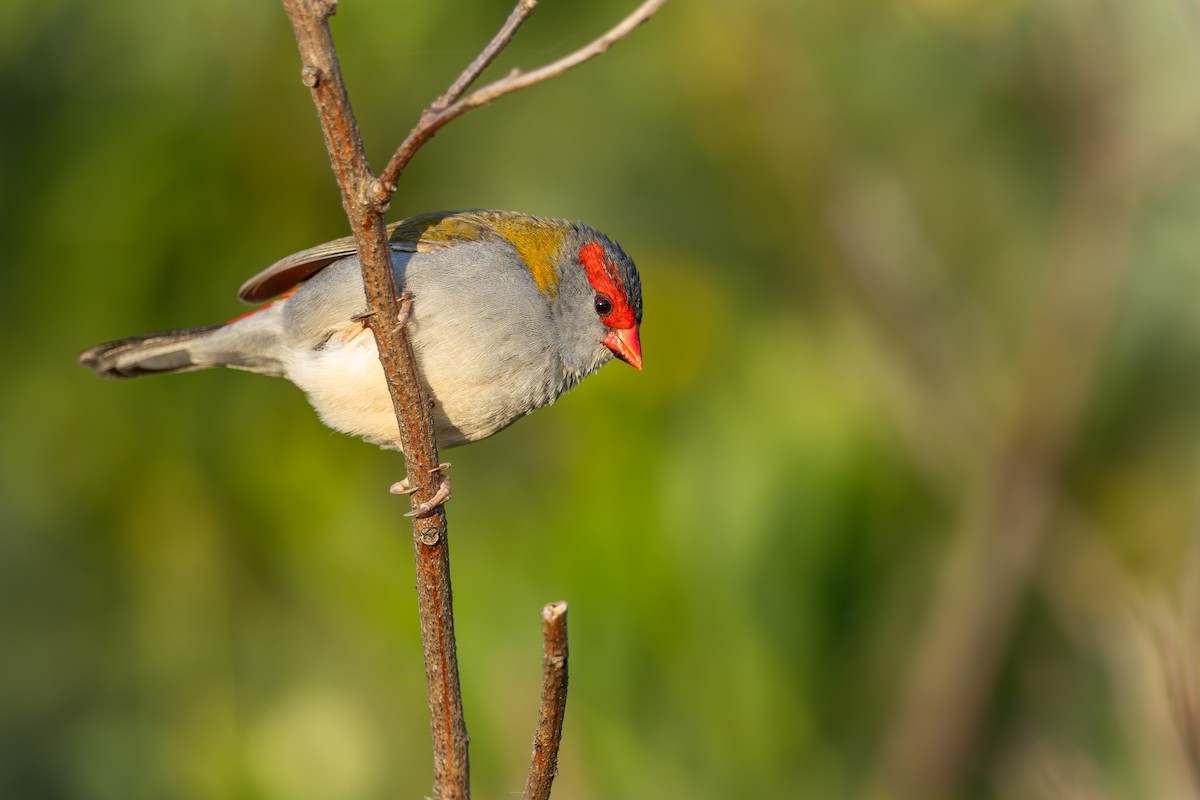 Red-browed Firetail - ML642376164