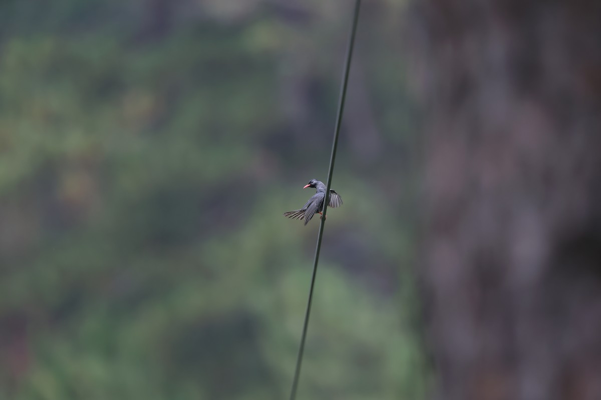 Black Bulbul - ML642376165