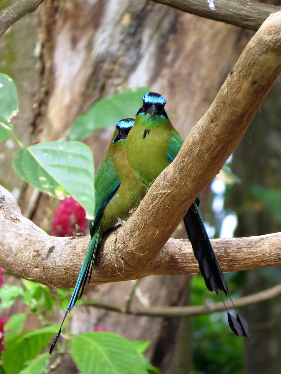 Lesson's Motmot - ML642376167