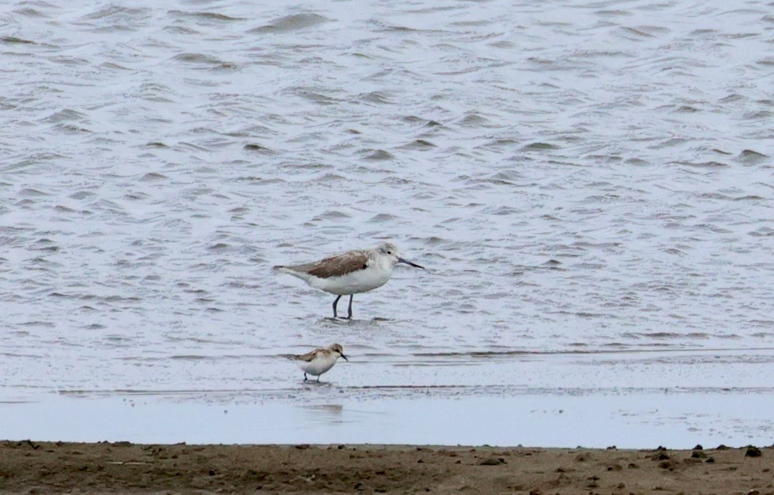 sakhalinsnipe - ML642376217