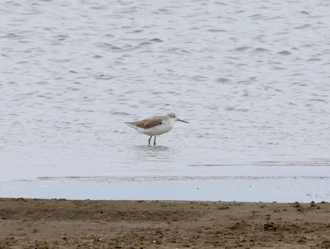sakhalinsnipe - ML642376218