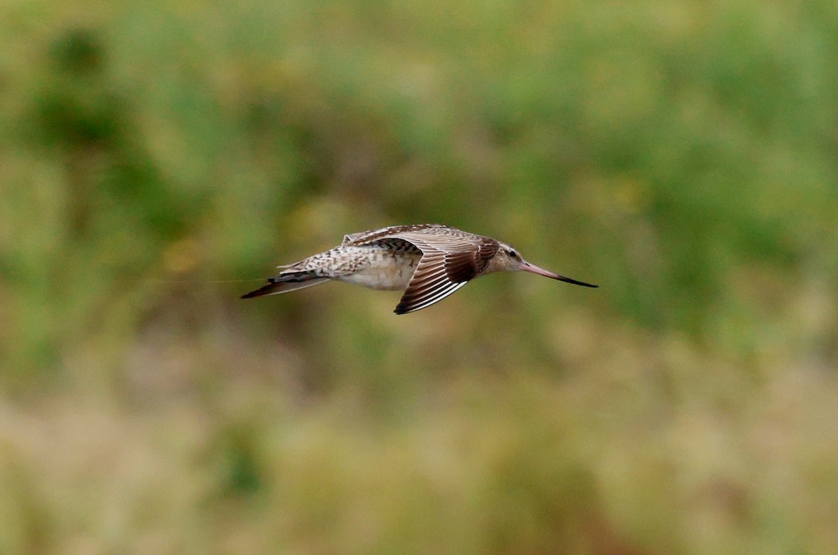 Bar-tailed Godwit - ML642376228