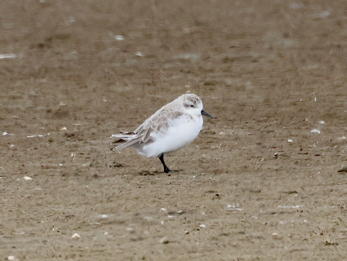 Spoon-billed Sandpiper - ML642376246