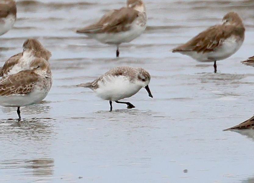 Spoon-billed Sandpiper - ML642376250