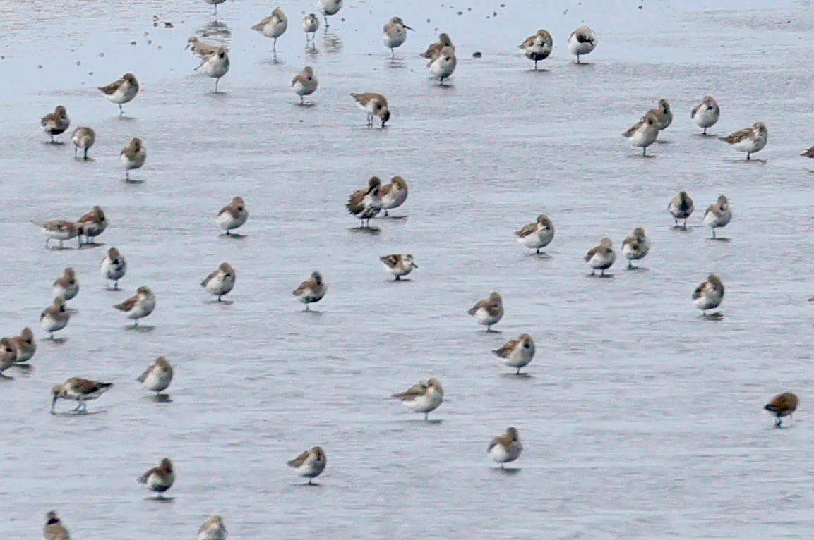 Spoon-billed Sandpiper - ML642376253
