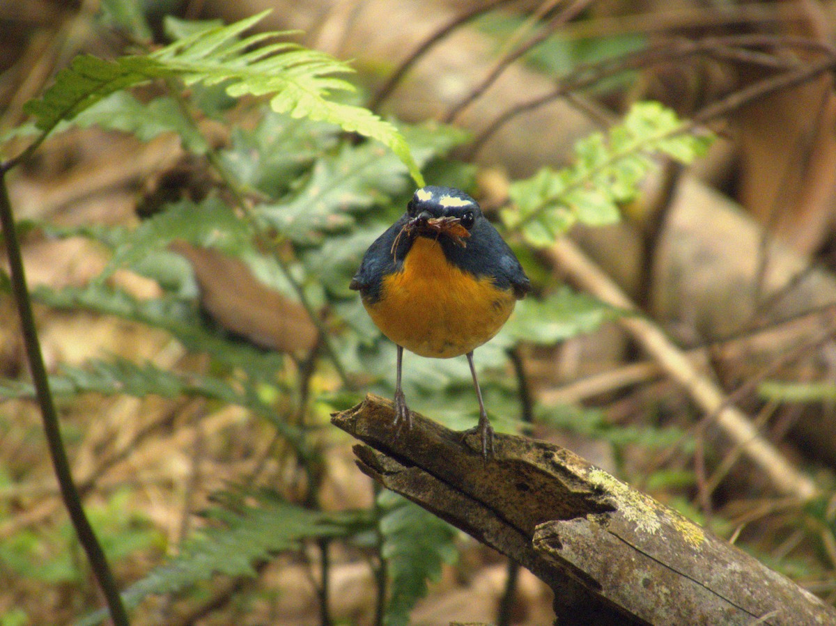 Snowy-browed Flycatcher - ML642376256