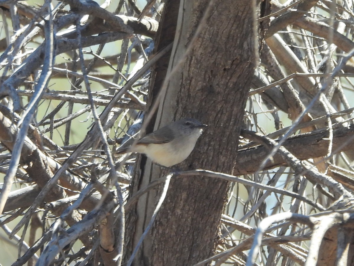 Slaty-backed Thornbill - ML642376257