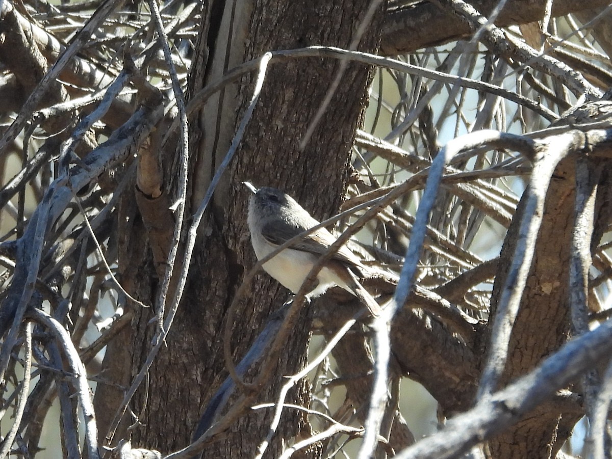 Slaty-backed Thornbill - ML642376258