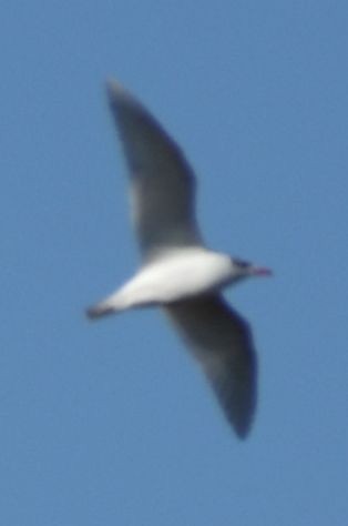 Mouette mélanocéphale - ML642376261