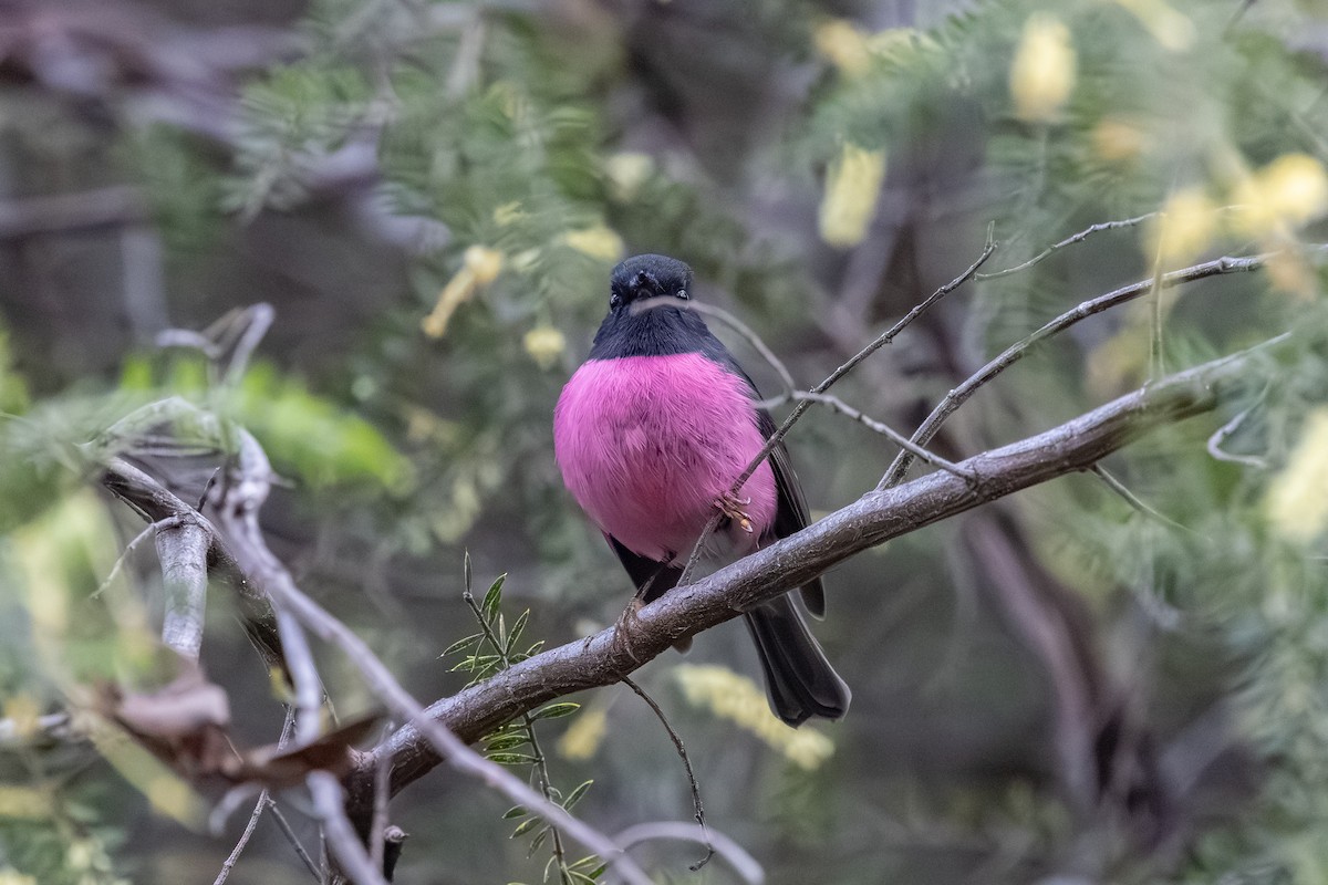Pink Robin - ML642376266