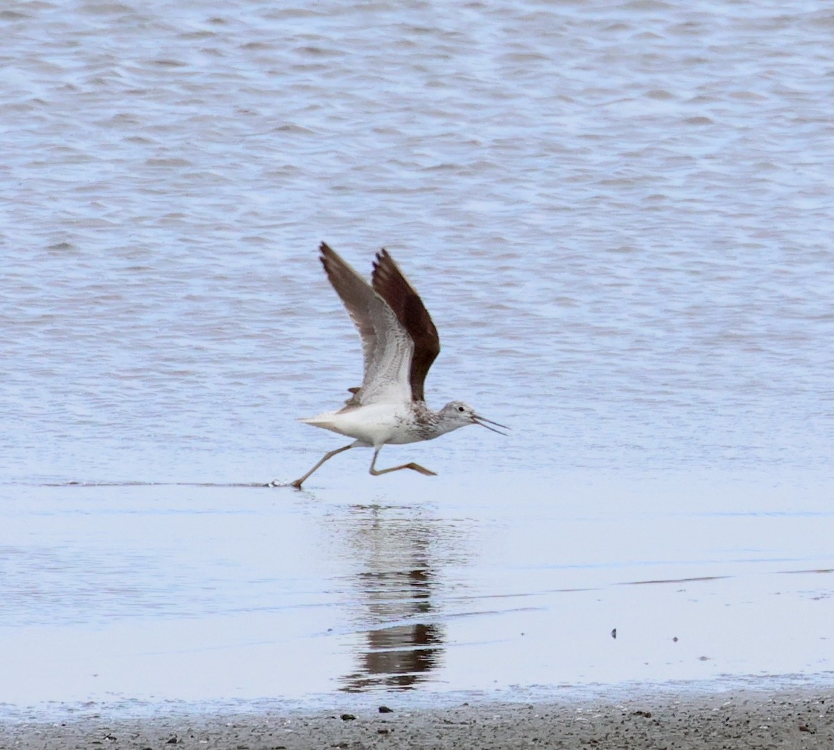 gluttsnipe - ML642376274