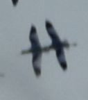 Алаг ээтэн - ML642376280