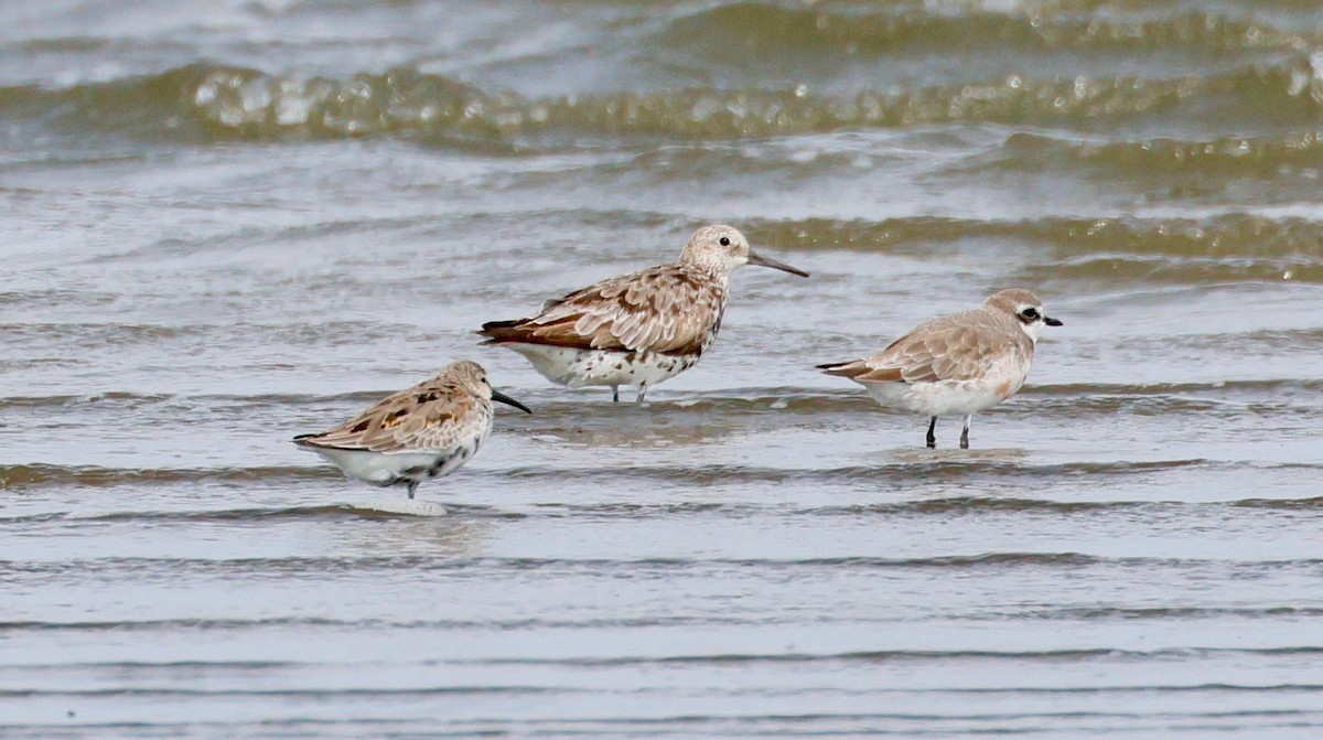 sibirsnipe - ML642376289
