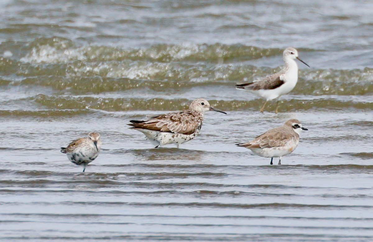 sibirsnipe - ML642376290