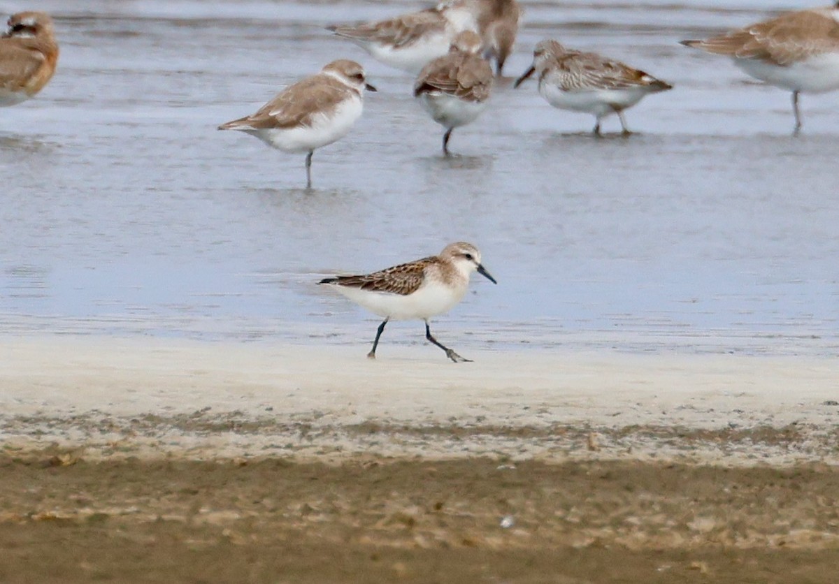 rødstrupesnipe - ML642376293