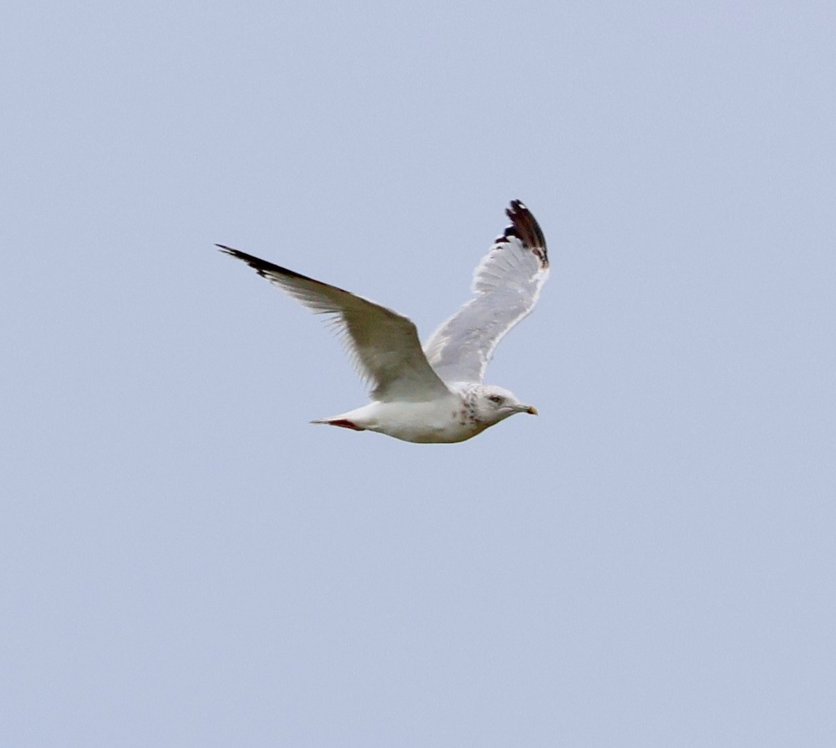 sibirmåke - ML642376300