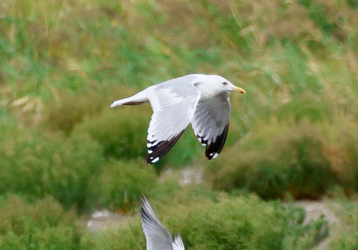 sibirmåke - ML642376302