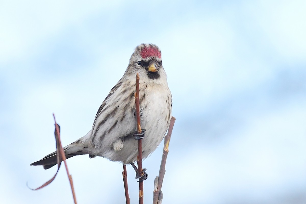 Redpoll (Common) - ML642376314