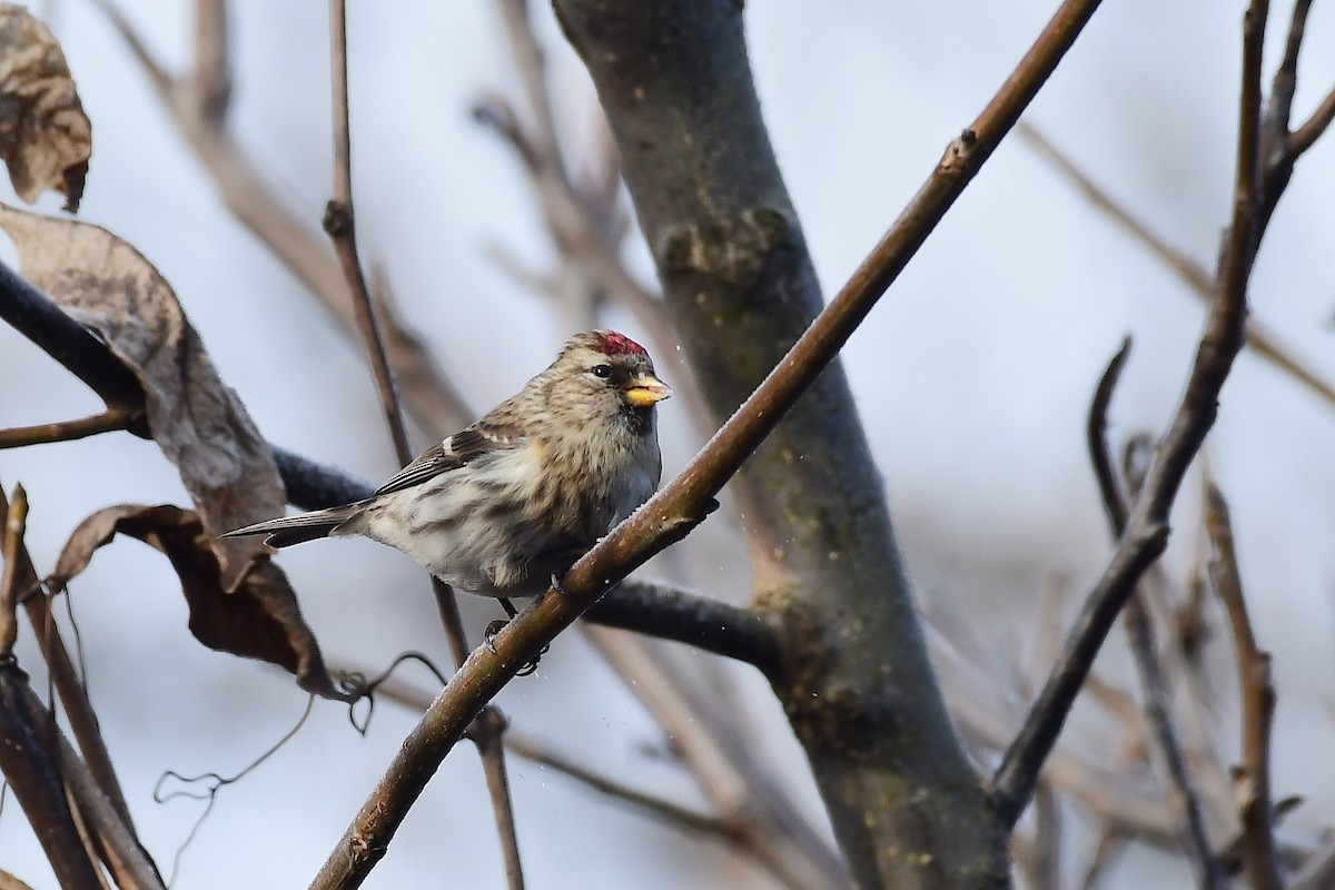 Redpoll (Common) - ML642376315
