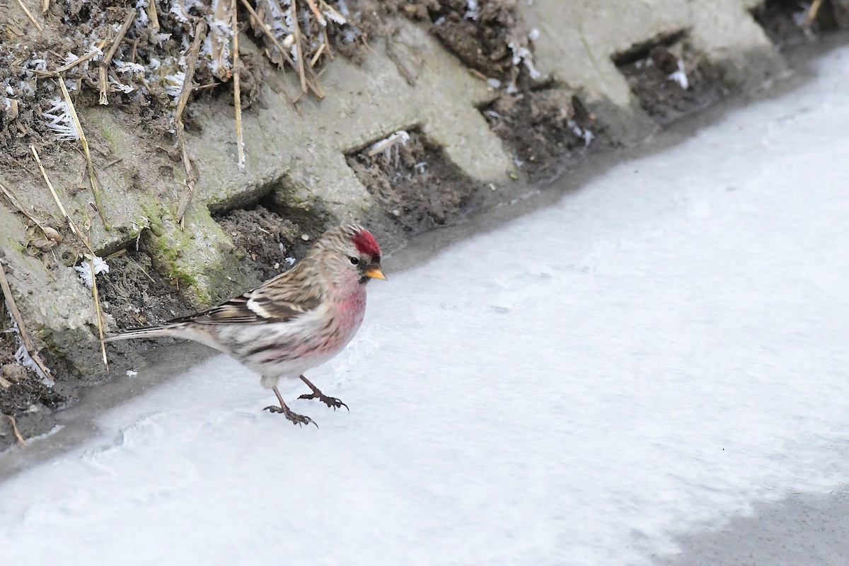 Redpoll (Common) - ML642376316
