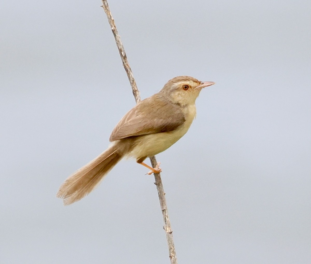 orientprinia - ML642376345