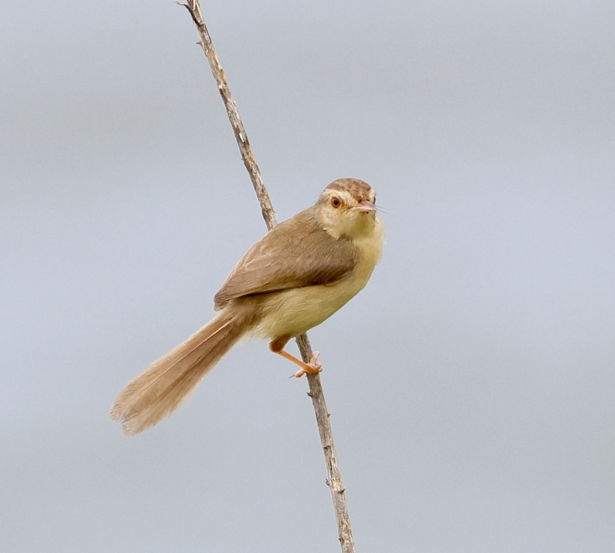 orientprinia - ML642376346
