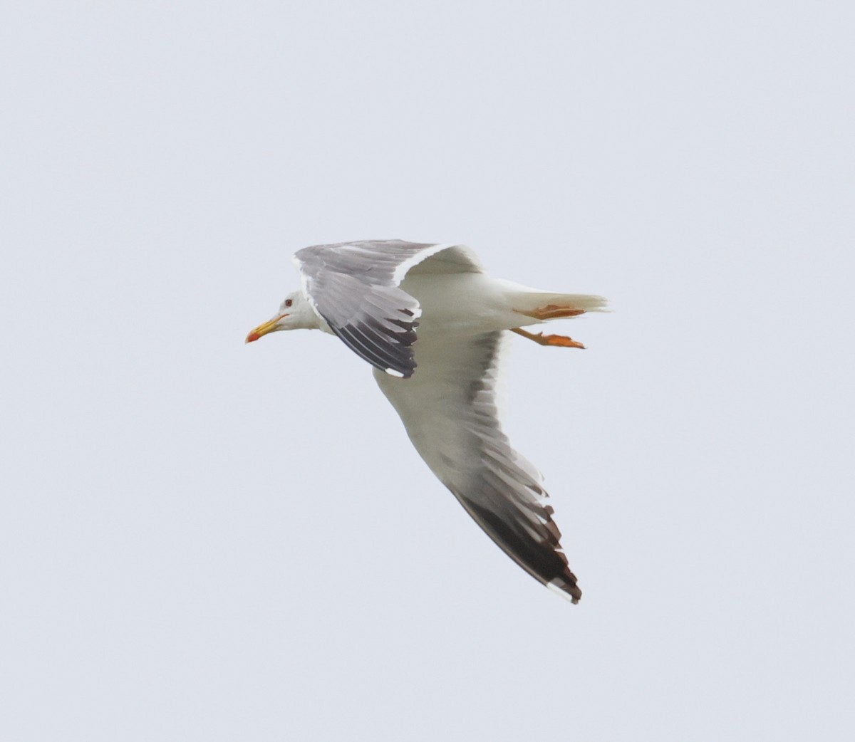Mongolian Gull - ML642376353