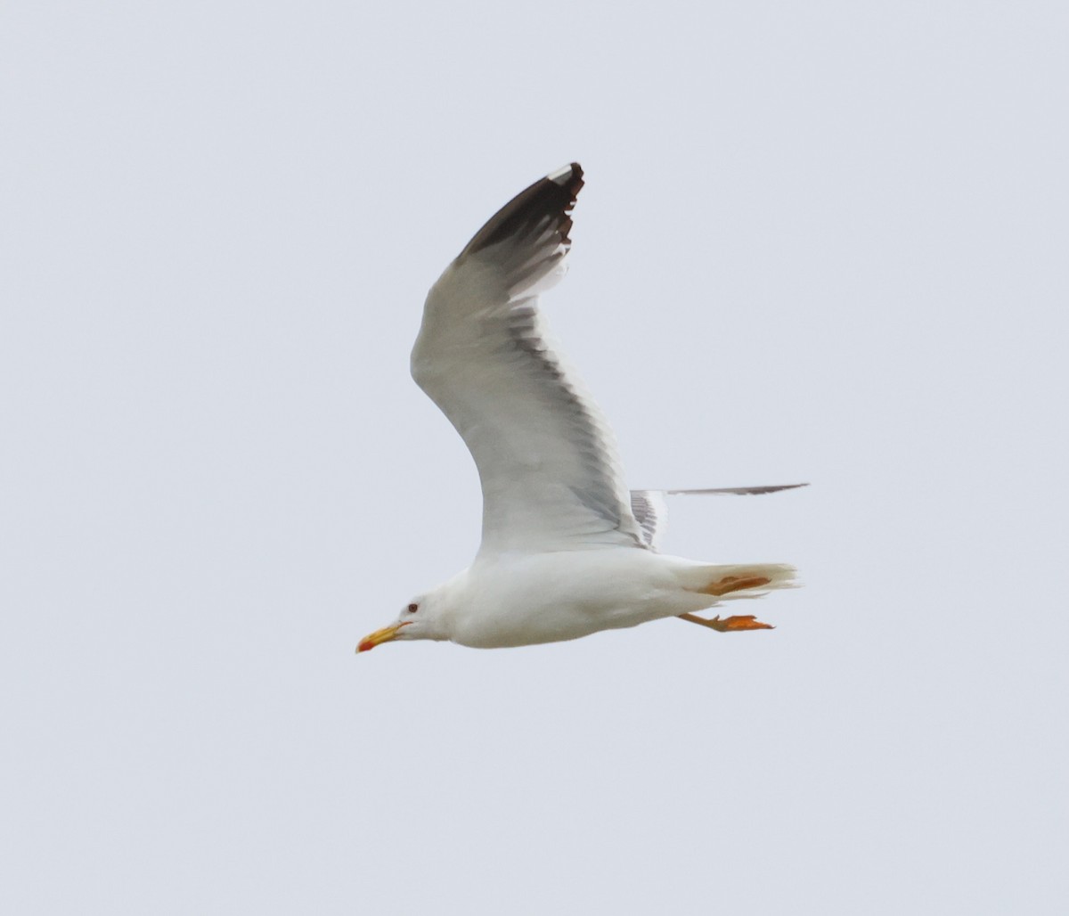 Mongolian Gull - ML642376354