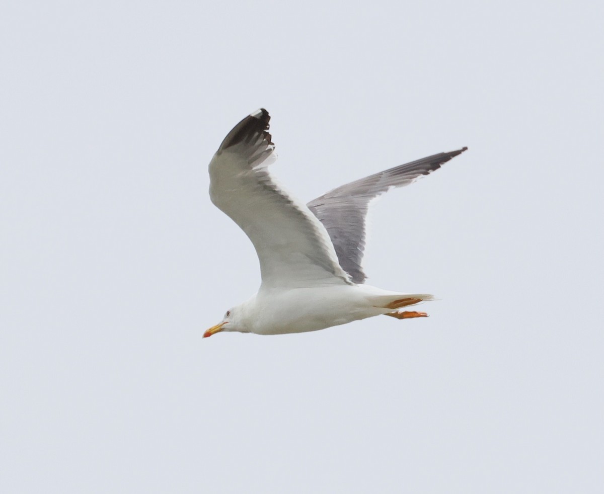 Mongolian Gull - ML642376355