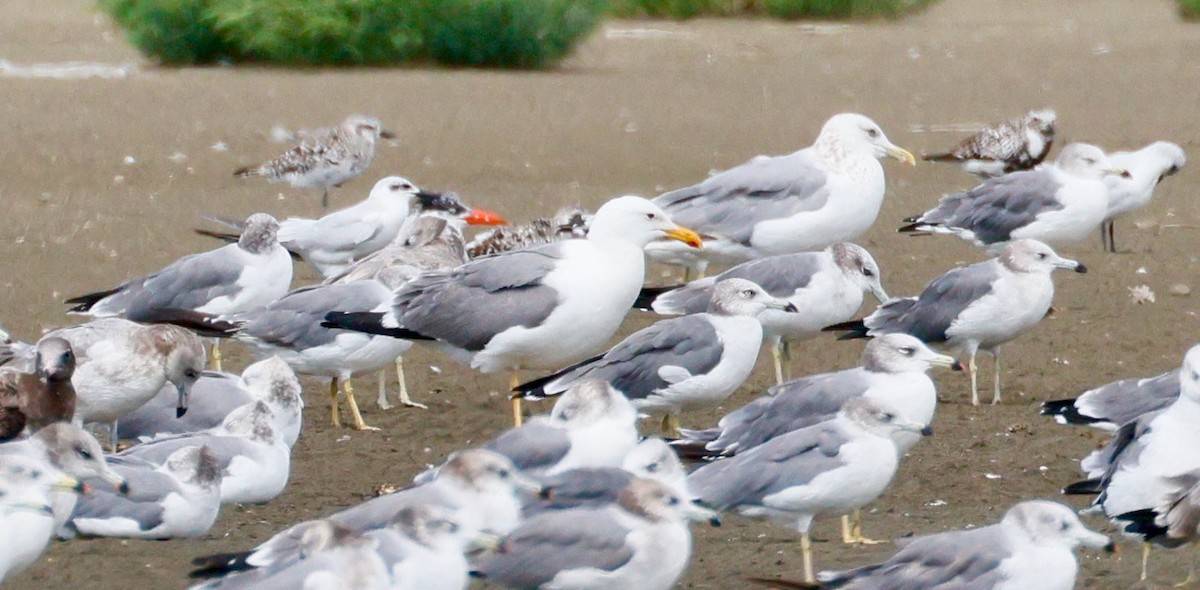 Mongolian Gull - ML642376356