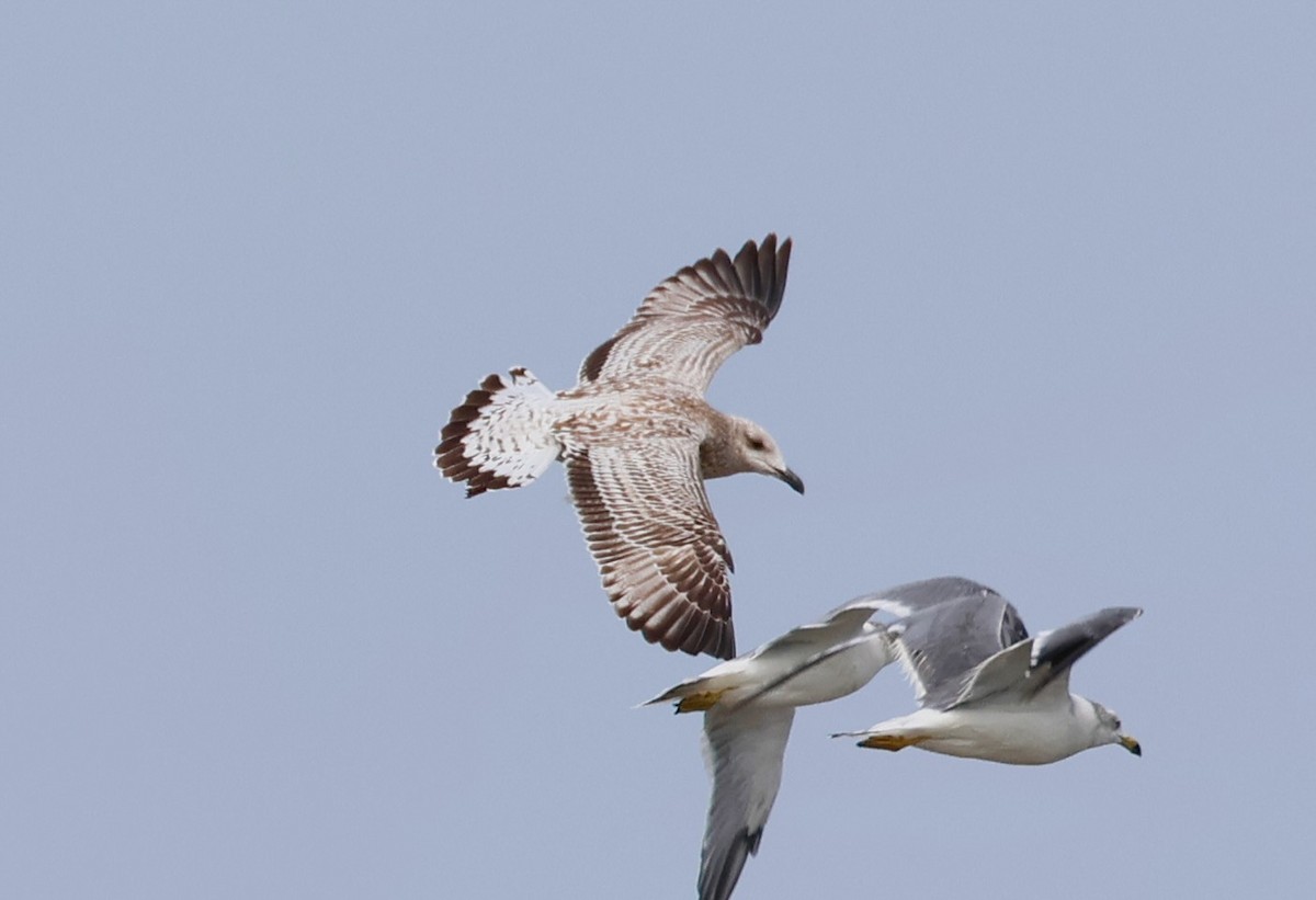 Mongolian Gull - ML642376357