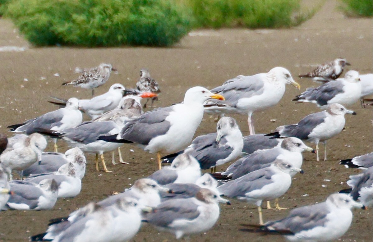 Mongolian Gull - ML642376358
