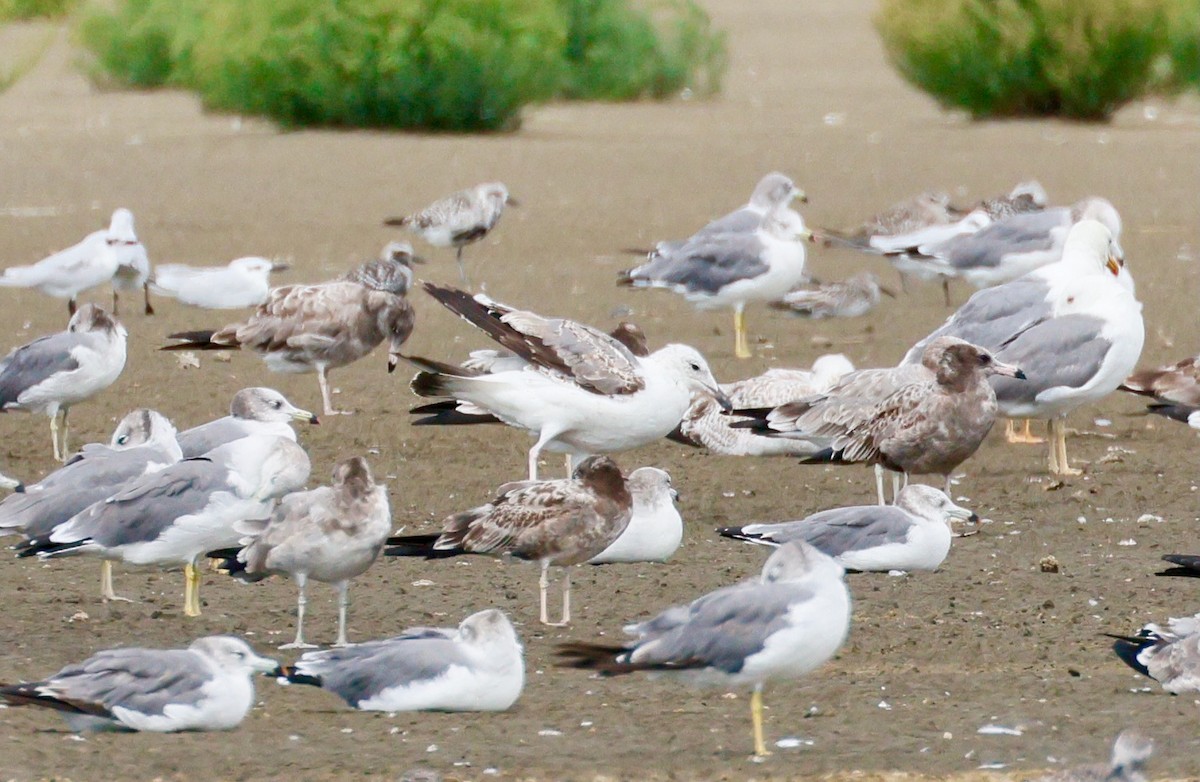 Mongolian Gull - ML642376359