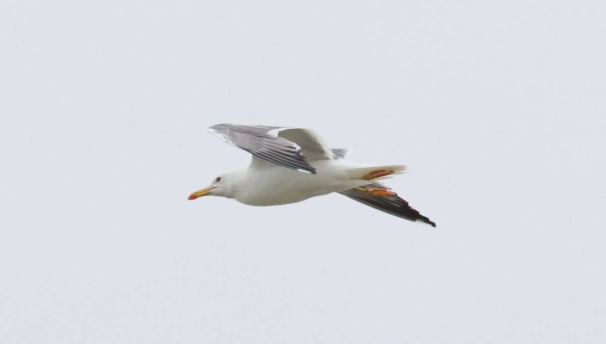 Mongolian Gull - ML642376360