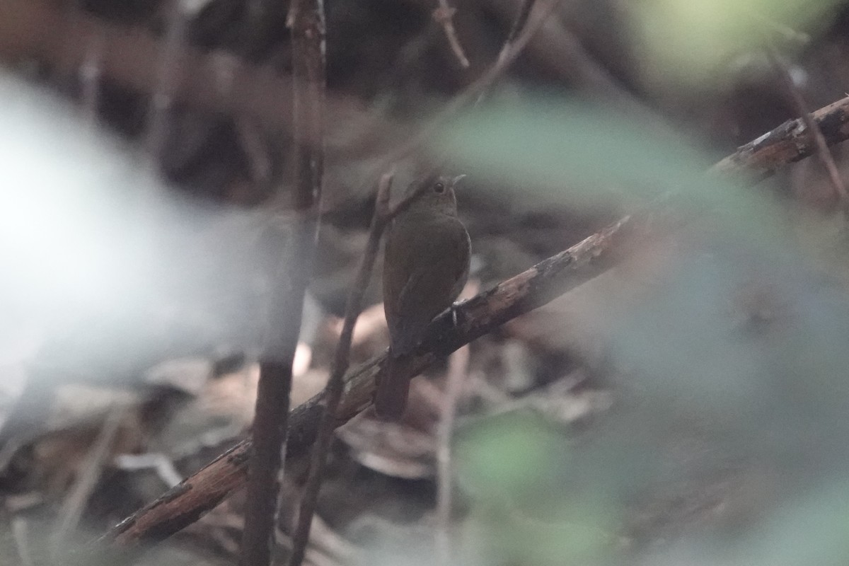 Muscicapidae sp. - ML642376365
