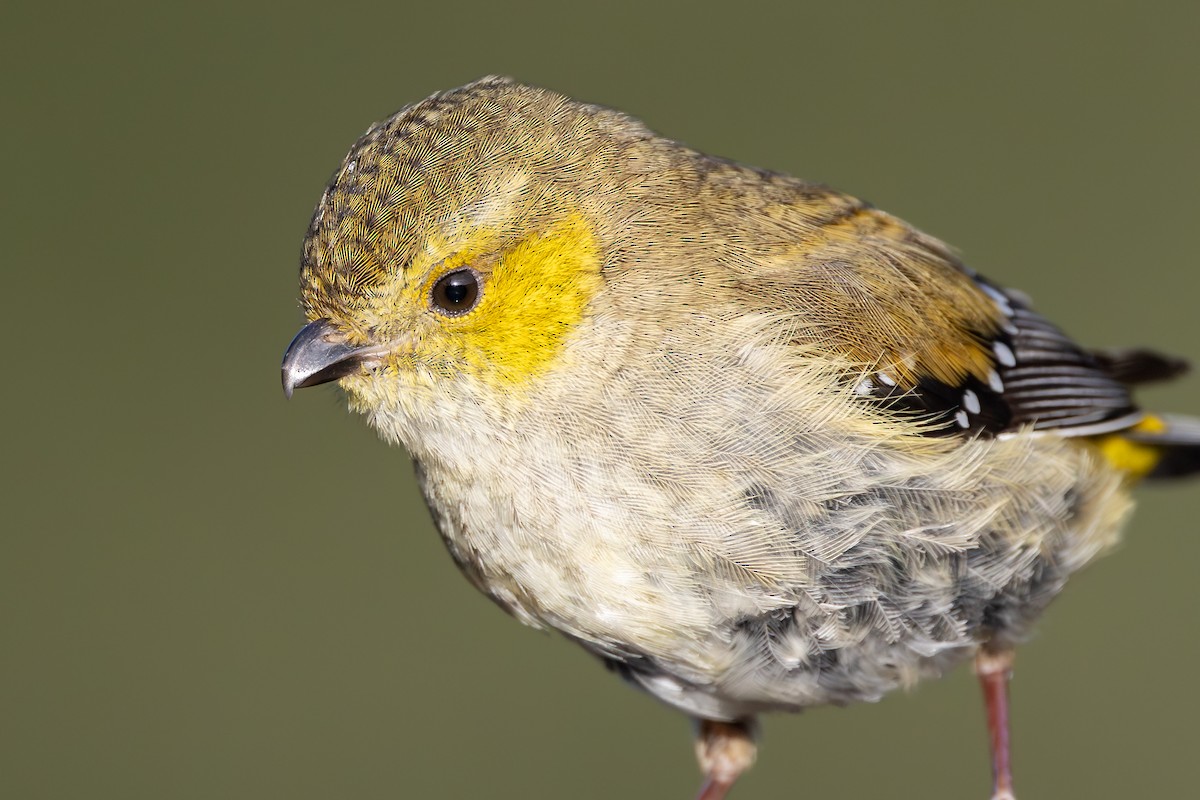 Forty-spotted Pardalote - ML642376368
