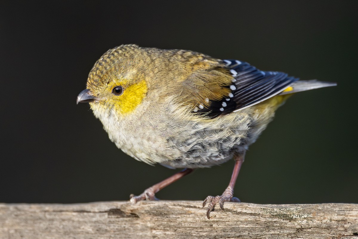 Forty-spotted Pardalote - ML642376369