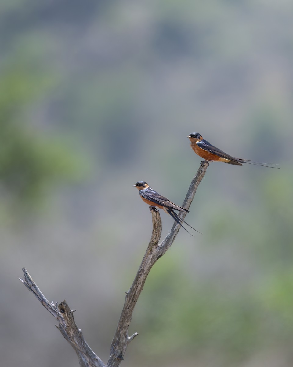 Rufous-chested Swallow - ML642376379