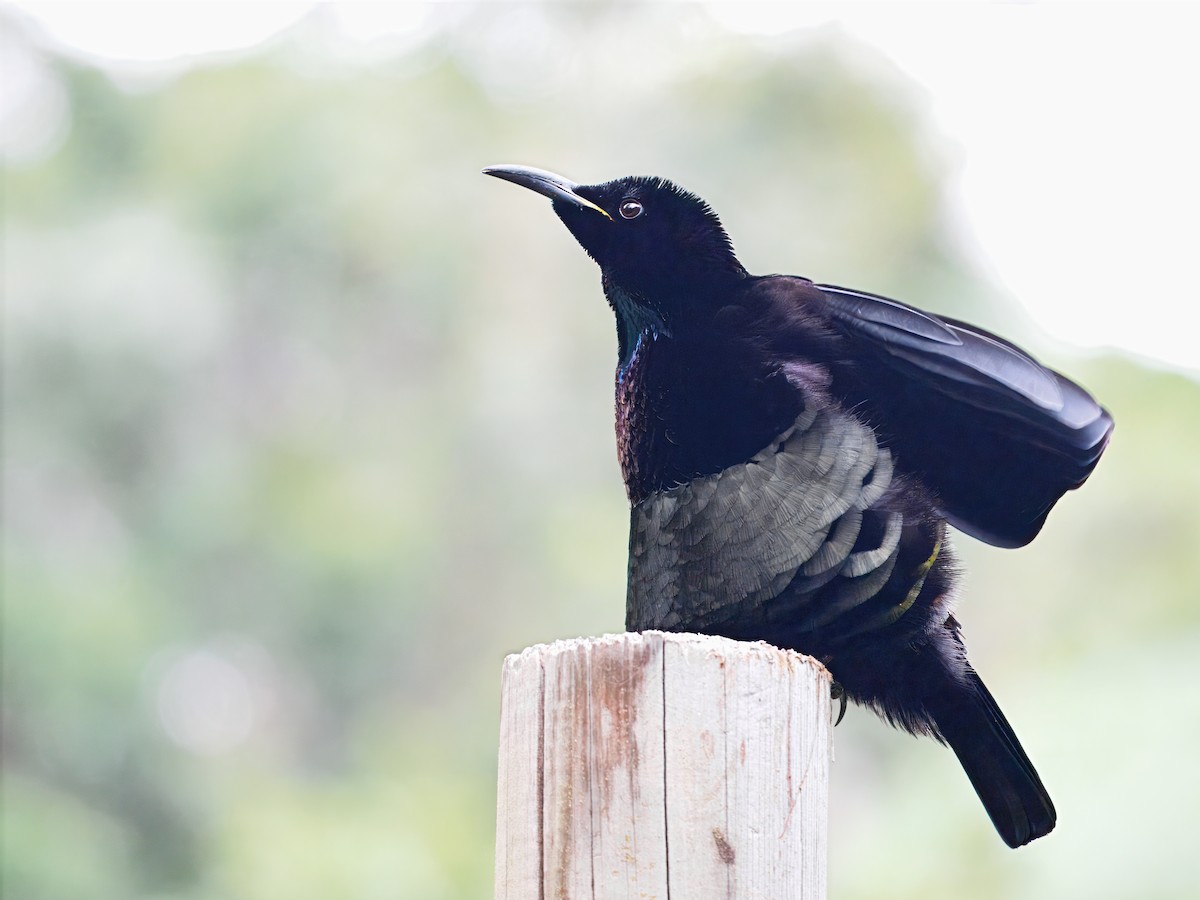 Victoria's Riflebird - ML642376392