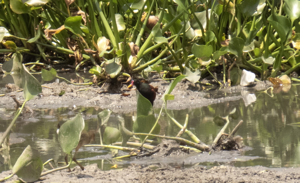 ostnák jihoamerický [skupina jacana] - ML642376402