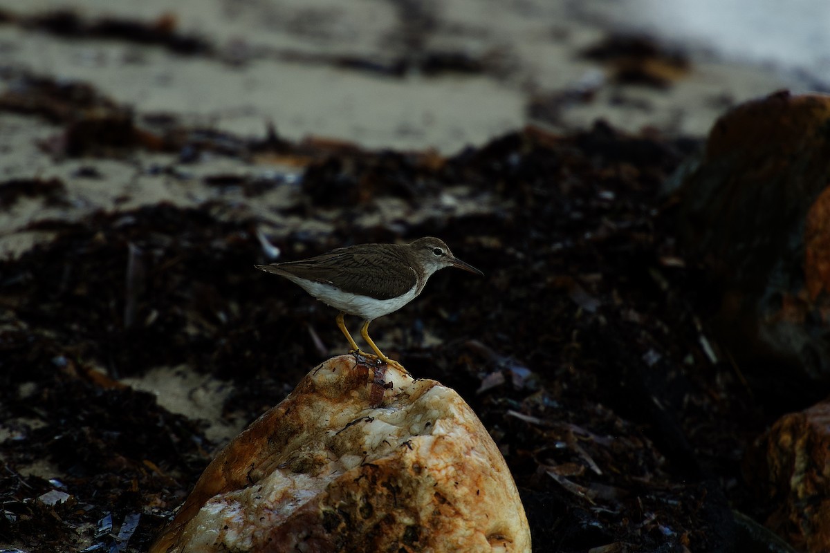 Spotted Sandpiper - ML642376447