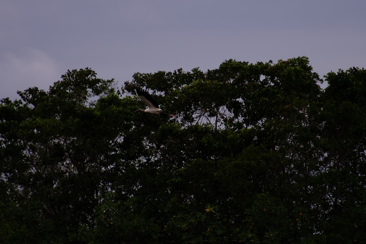 Wood Stork - ML642376453