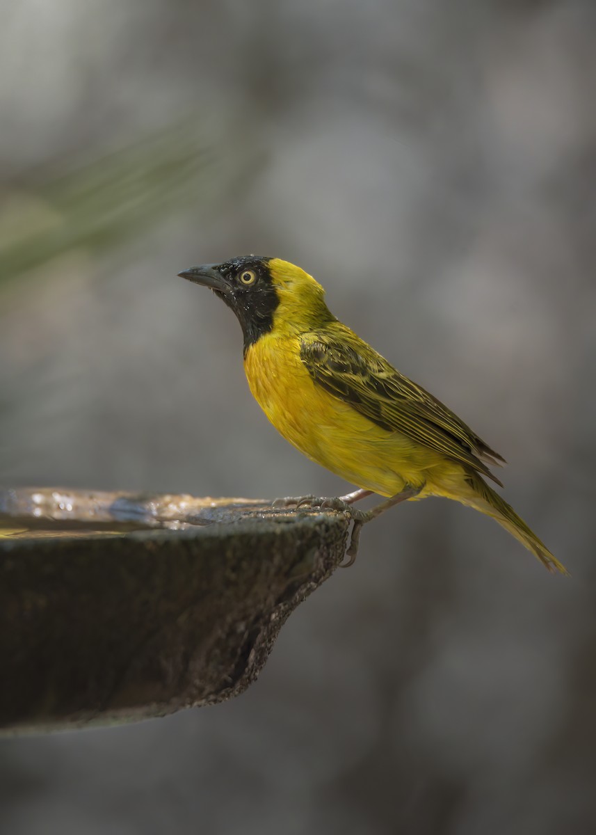 Lesser Masked-Weaver - ML642376472