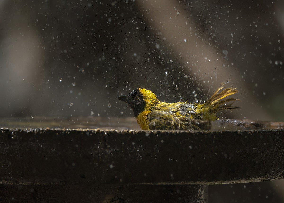 Lesser Masked-Weaver - ML642376473