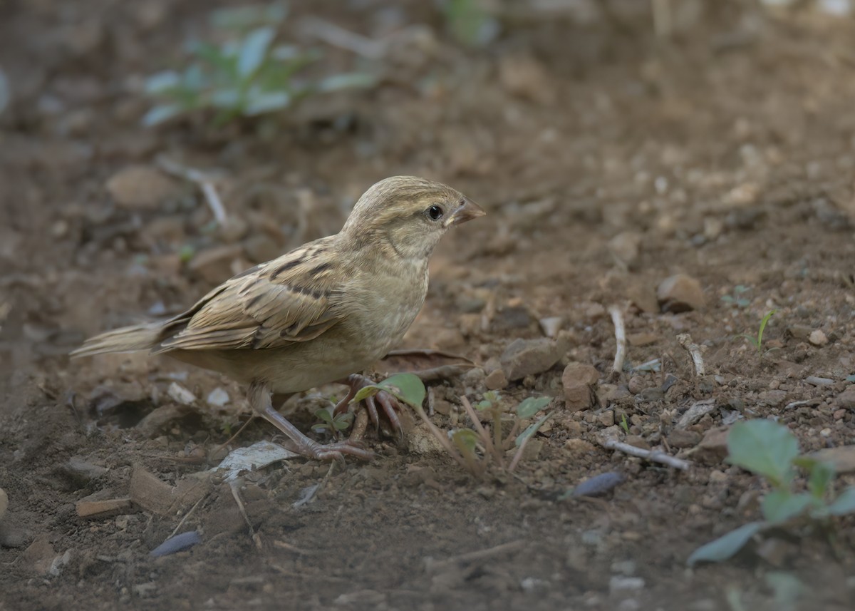 House Sparrow - Matteo Mambelli