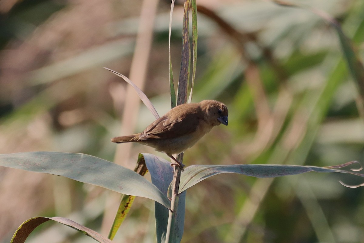 Munia pettosquamato - ML642376489