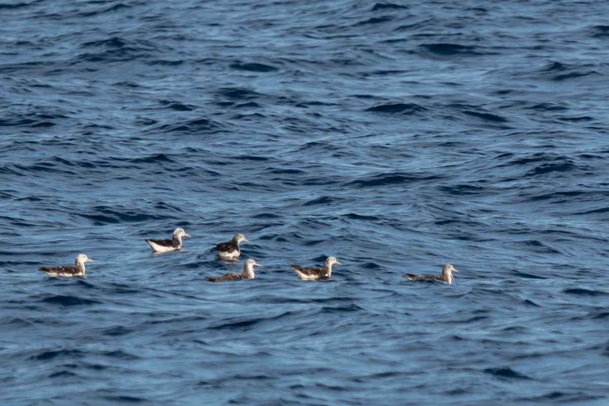 Streaked Shearwater - ML642376500